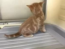 スコティッシュフォールド(立ち耳)【山形県・女の子・2025年2月6日・レッドタビー&ホワイト】の写真11