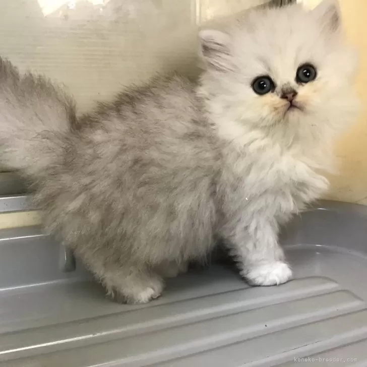 アトム 様のお迎えした子猫