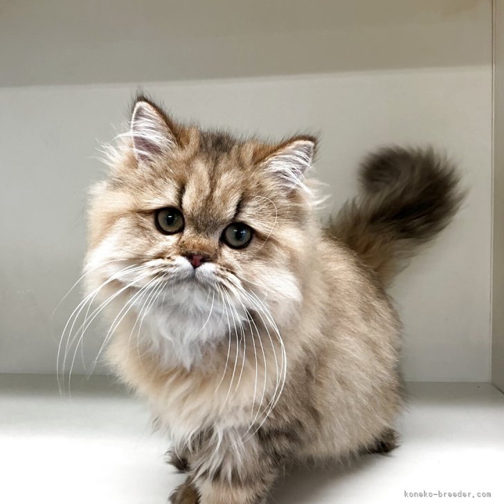 ブリーダー画像