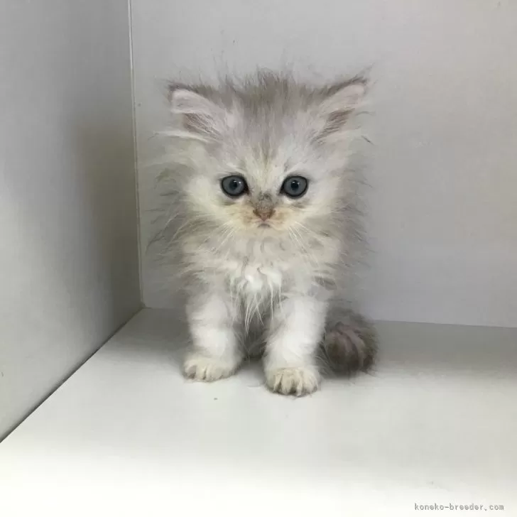 ID：2504-01617の子猫