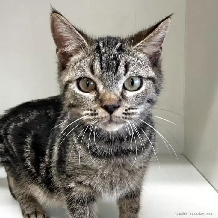 スコティッシュフォールド(立ち耳)【山形県・男の子・2025年7月7日・ブラウンタビー】の写真1