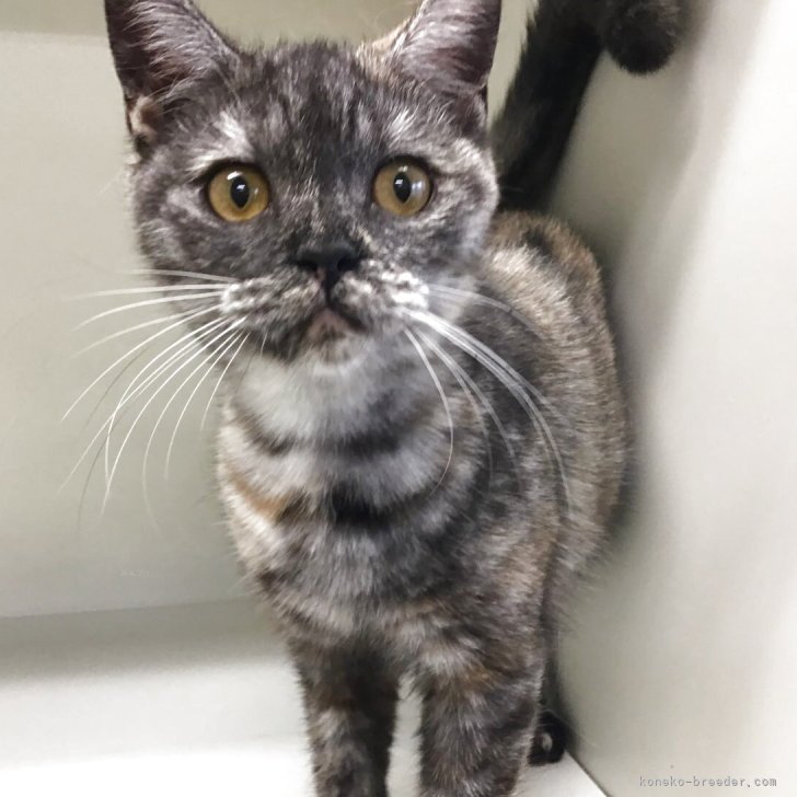 ブリーダー画像