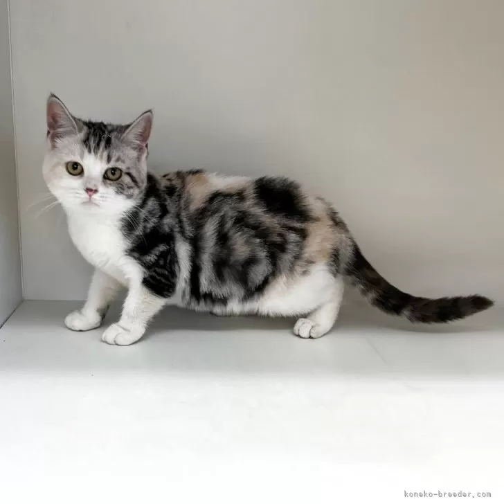 スコティッシュフォールド(立ち耳)【山形県・女の子・2025年6月9日・キャリコ】の写真1