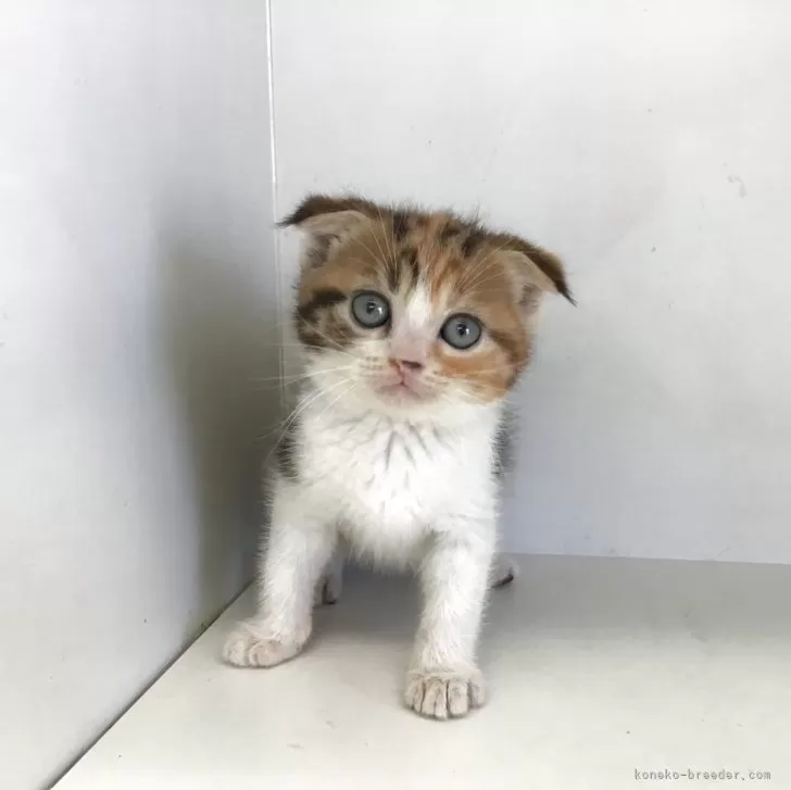 ID:2505-03635の子猫