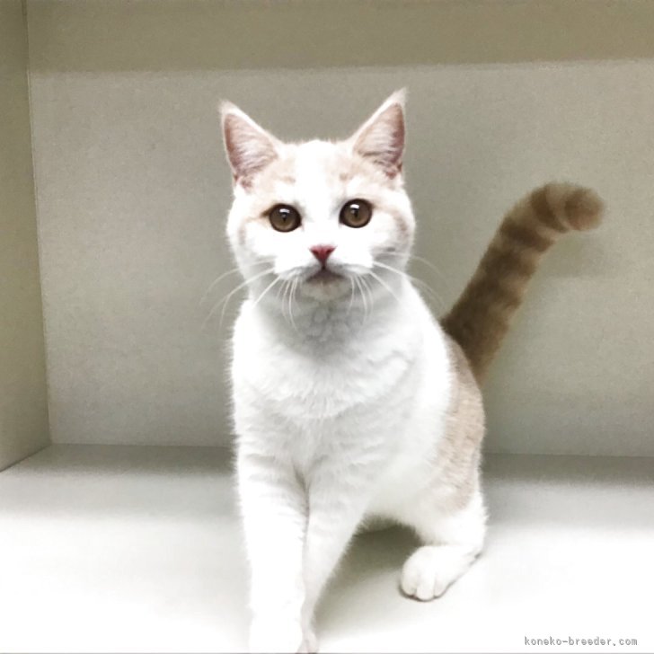 ブリーダー画像