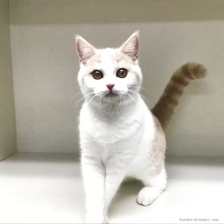 セルカークレックス【山形県・女の子・2025年5月25日・クリームタビー&amp;ホワイト】の写真1