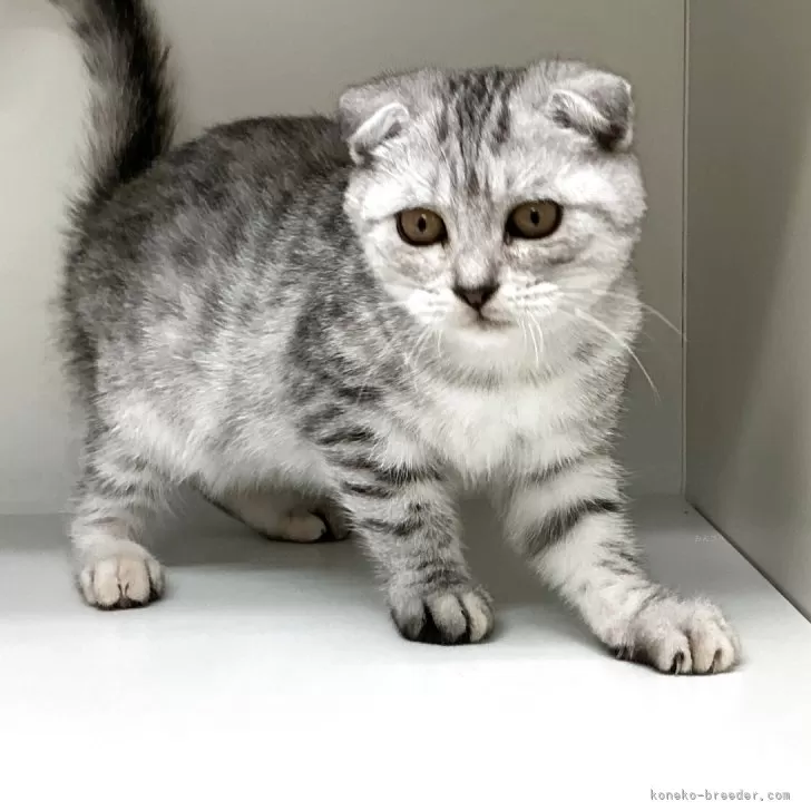 ID：2507-03142の子猫