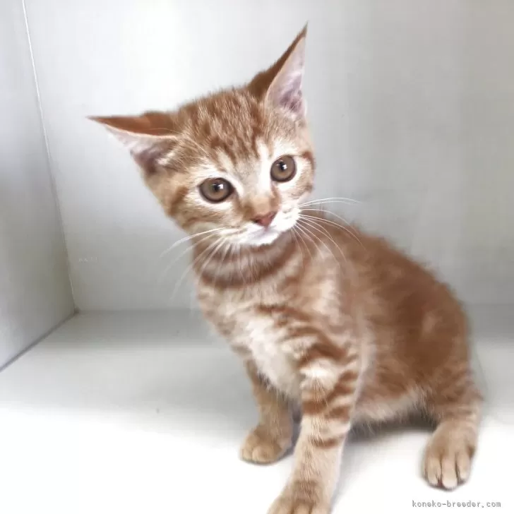 スコティッシュフォールド(立ち耳)【山形県・女の子・2025年7月7日・レッドタビー】の写真1