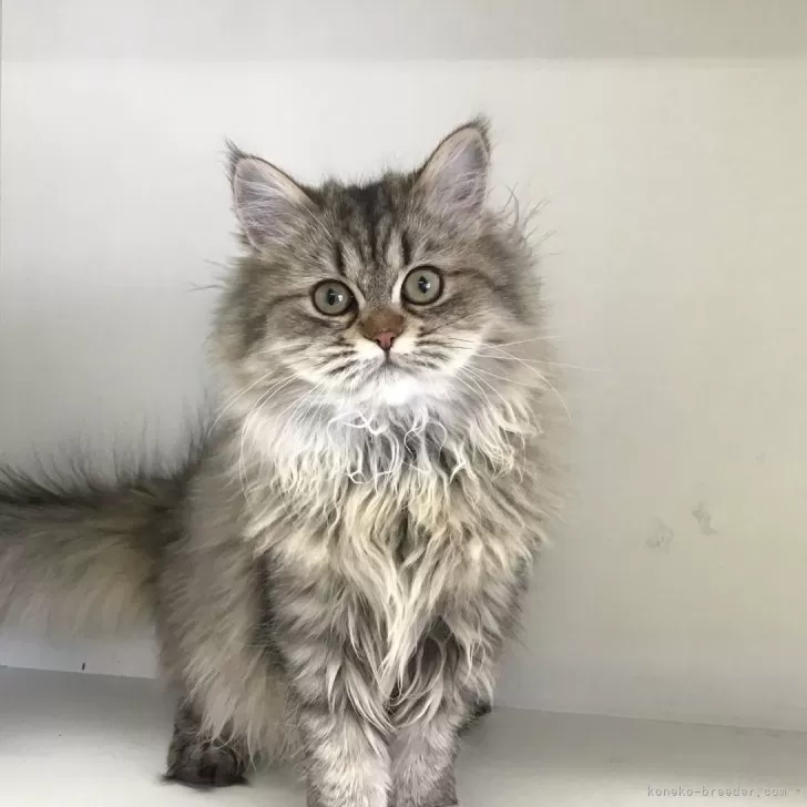ID：2411-01240の子猫