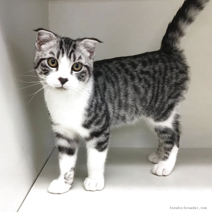 ブリーダー画像