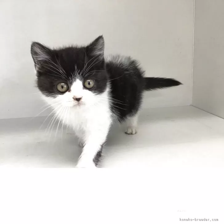 ID：2504-01490の子猫