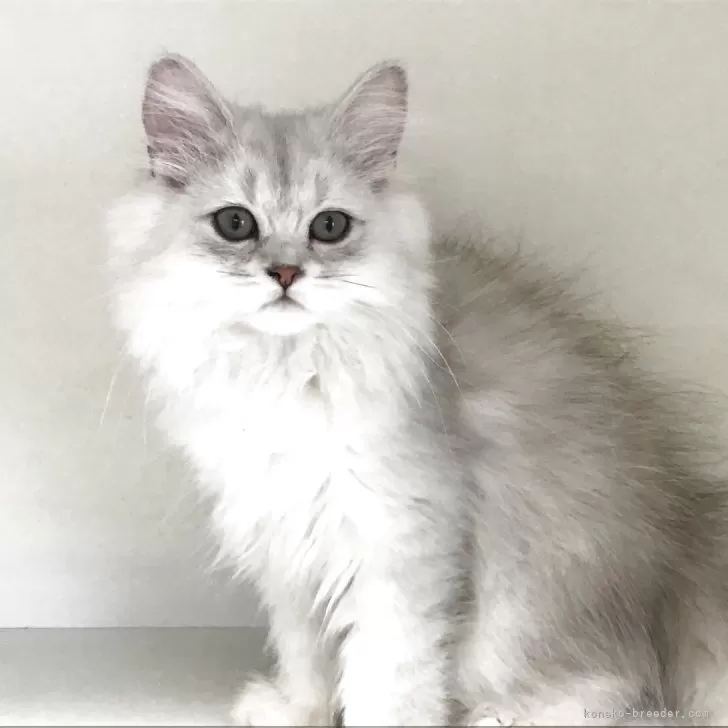 ID：2507-00153の子猫