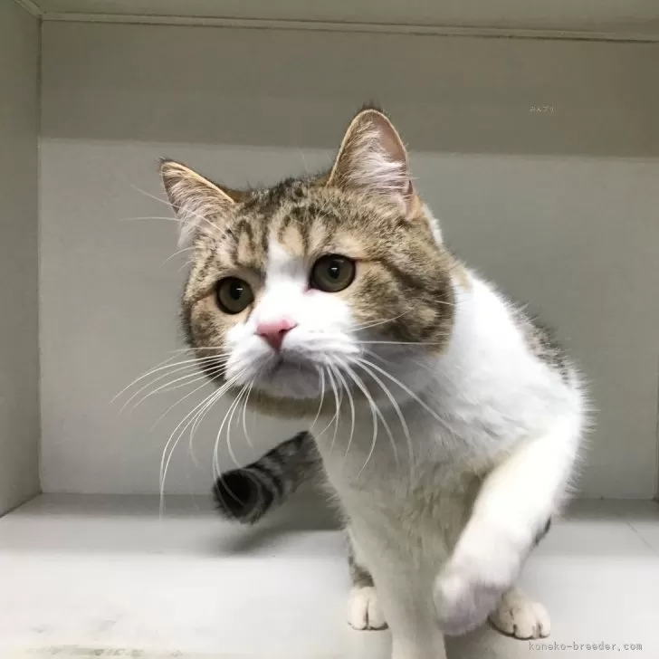 ID:2407-01791の子猫
