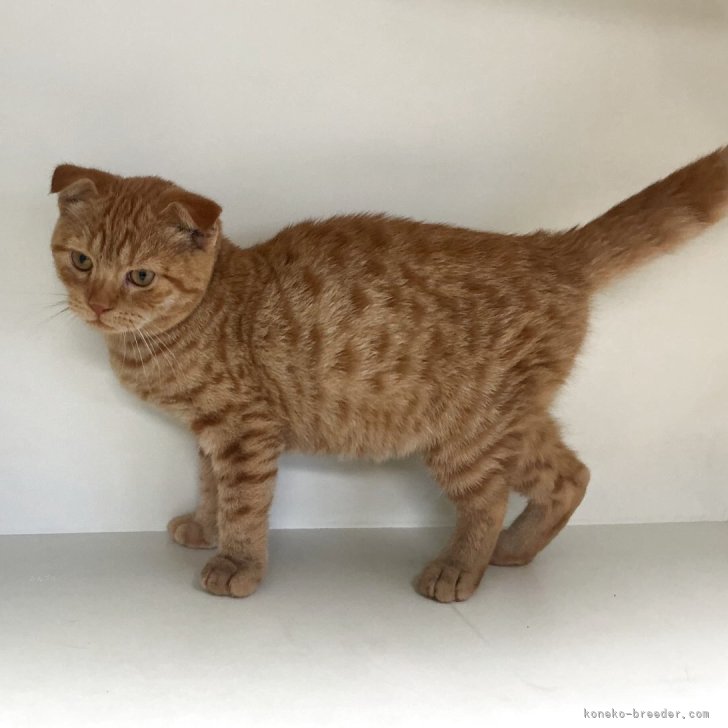 ブリーダー画像