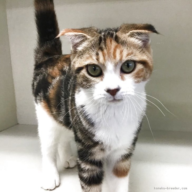 M.M 様のお迎えした子猫