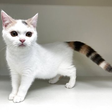 セルカークレックス【山形県・女の子・2025年5月25日・ダイリュートキャリコ】の写真「可愛い女の子です♪」