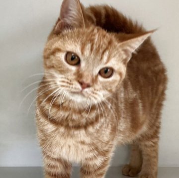 スコティッシュフォールド(立ち耳)【山形県・女の子・2025年7月7日・レッドタビー】の写真「可愛い女の子です❤️」