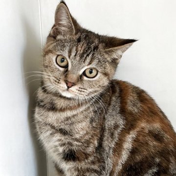 スコティッシュフォールド(立ち耳)【山形県・女の子・2025年7月7日・ブラウンパッチドタビー】の写真「可愛い女の子です❤️」