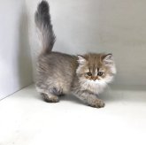ペルシャ(チンチラ)