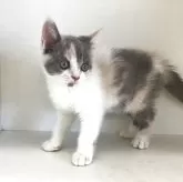 セルカークレックス