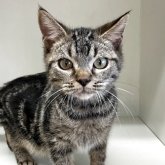 スコティッシュフォールド(立ち耳)