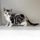 スコティッシュフォールド(立ち耳)