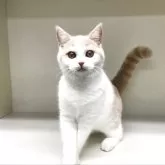 セルカークレックス