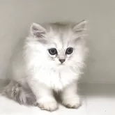 ペルシャ(チンチラ)