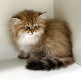 ペルシャ(チンチラ)