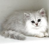 ペルシャ(チンチラ)