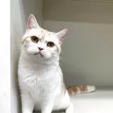 スコティッシュフォールド(立ち耳)