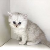 ペルシャ(チンチラ)