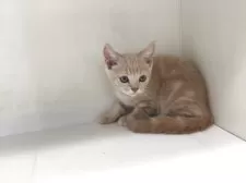 スコティッシュフォールド(立ち耳)【山形県・男の子・2025年7月7日・クリームタビー】の写真2