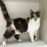 セルカークレックス【山形県・女の子・2025年5月25日・ダイリュートキャリコ】の写真2