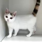 セルカークレックス【山形県・女の子・2025年5月25日・ダイリュートキャリコ】の写真2