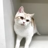 スコティッシュフォールド(立ち耳)【山形県・女の子・2025年1月5日・レッドタビー&ホワイト】の写真2