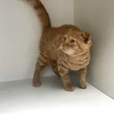 スコティッシュフォールド(折れ耳)【山形県・男の子・2025年6月9日・レッドタビー】の写真2