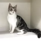 スコティッシュフォールド(立ち耳)【山形県・男の子・2025年1月8日・シルバータビー&ホワイト】の写真3