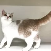 セルカークレックス【山形県・女の子・2025年5月25日・クリームタビー&ホワイト】の写真3