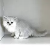 ペルシャ(チンチラ)【山形県・男の子・2025年8月12日・チンチラシルバー】の写真3