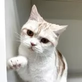 スコティッシュフォールド(立ち耳)【山形県・女の子・2025年1月5日・レッドタビー&ホワイト】の写真4