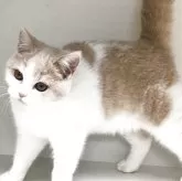 セルカークレックス【山形県・女の子・2025年5月25日・クリームタビー&ホワイト】の写真4