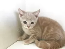 スコティッシュフォールド(立ち耳)【山形県・男の子・2025年7月7日・クリームタビー】の写真4