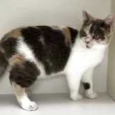 セルカークレックス【山形県・女の子・2025年5月25日・ダイリュートキャリコ】の写真4