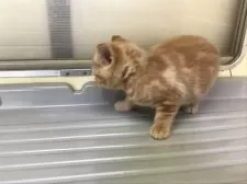 スコティッシュフォールド(立ち耳)【山形県・女の子・2025年2月6日・レッドタビー&ホワイト】の写真4