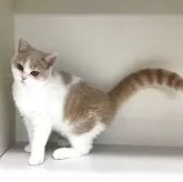 セルカークレックス【山形県・女の子・2025年5月25日・クリームタビー&ホワイト】の写真5