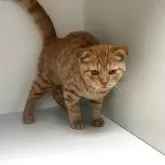 スコティッシュフォールド(折れ耳)【山形県・男の子・2025年6月9日・レッドタビー】の写真5