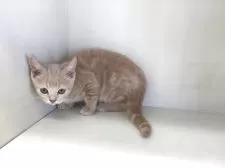 スコティッシュフォールド(立ち耳)【山形県・男の子・2025年7月7日・クリームタビー】の写真5