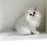 ペルシャ(チンチラ)【山形県・男の子・2025年8月12日・チンチラシルバー】の写真5