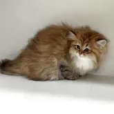 ペルシャ(チンチラ)【山形県・女の子・2025年8月12日・チンチラゴールデン】の写真5